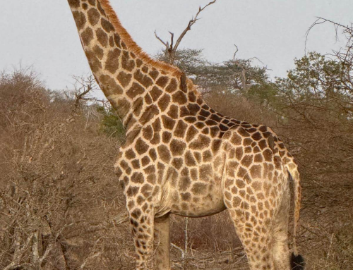 Things You Need To Know Before Going to South Africa